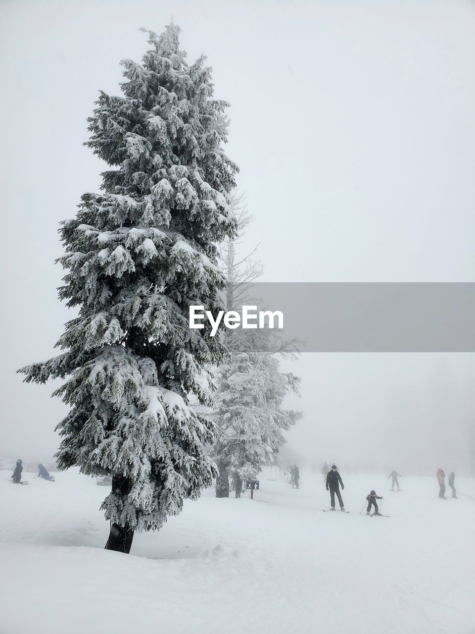 TREES ON SNOW COVERED LAND AGAINST SKY