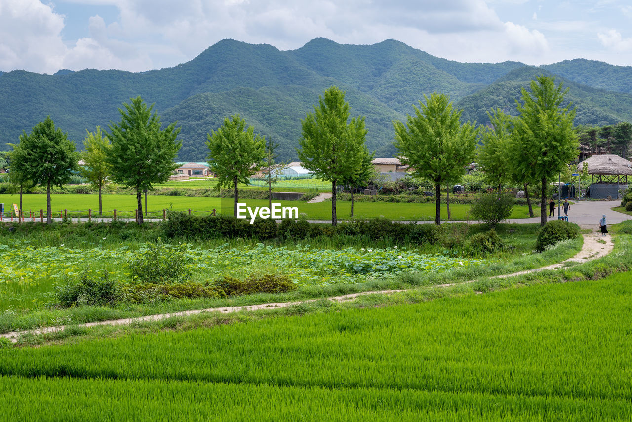 scenic view of agricultural field against mountains