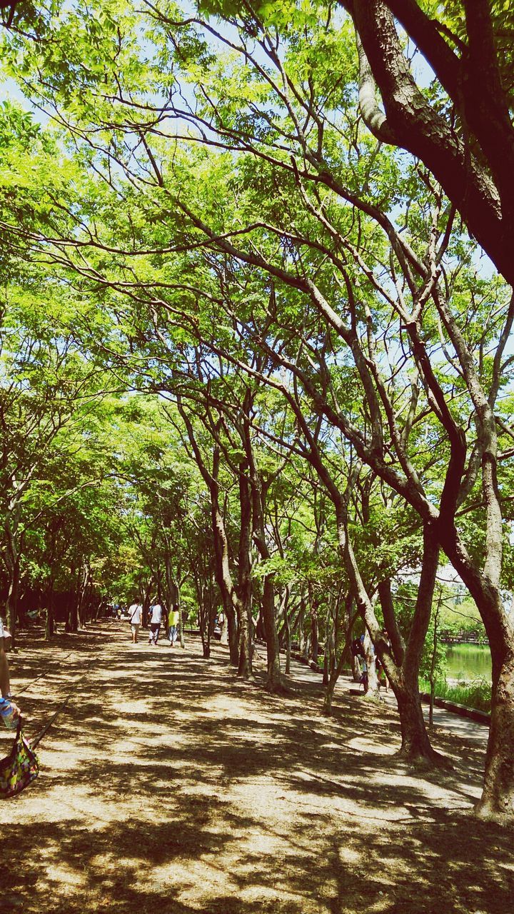 View of trees in park