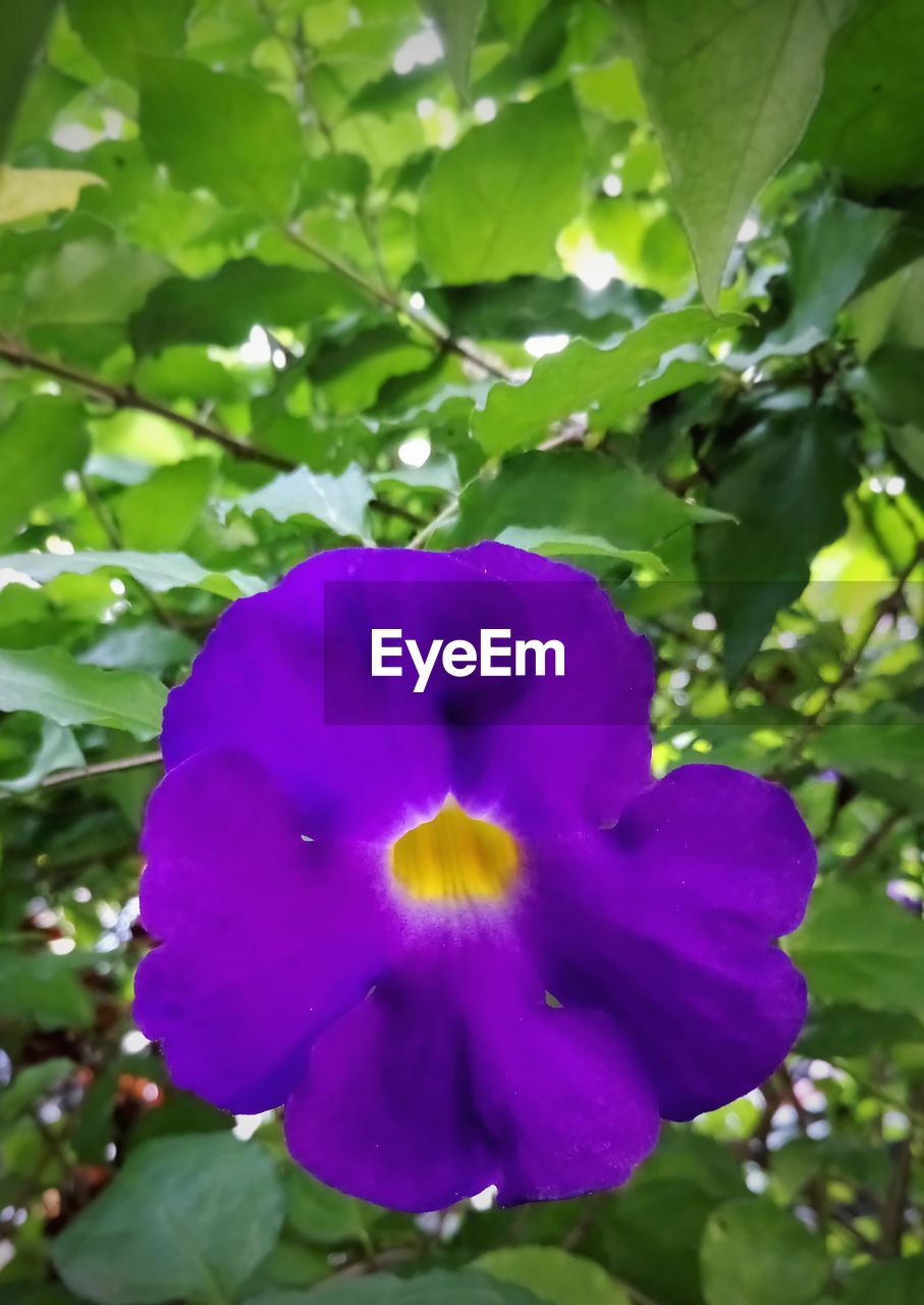 CLOSE-UP OF PURPLE IRIS FLOWER BLOOMING OUTDOORS