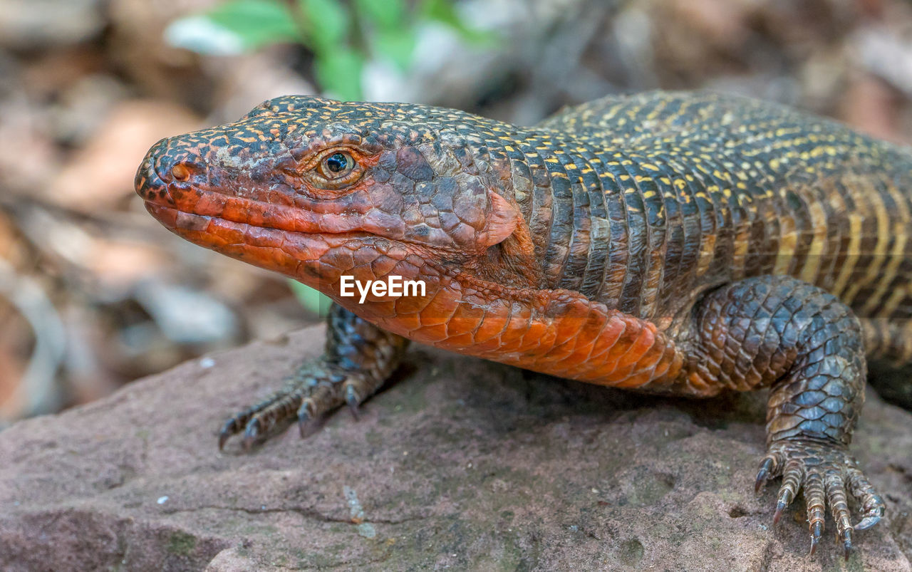 Lizard sunning itself