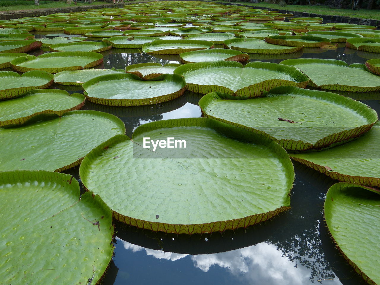 CLOSE-UP OF LOTUS WATER LILY FLOATING ON POND