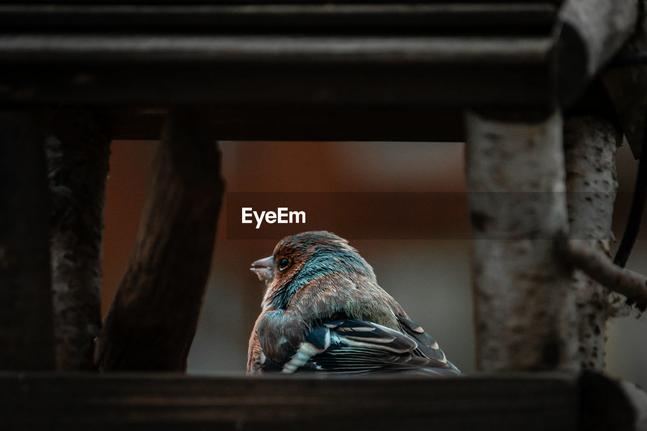 LOW ANGLE VIEW OF BIRD PERCHING