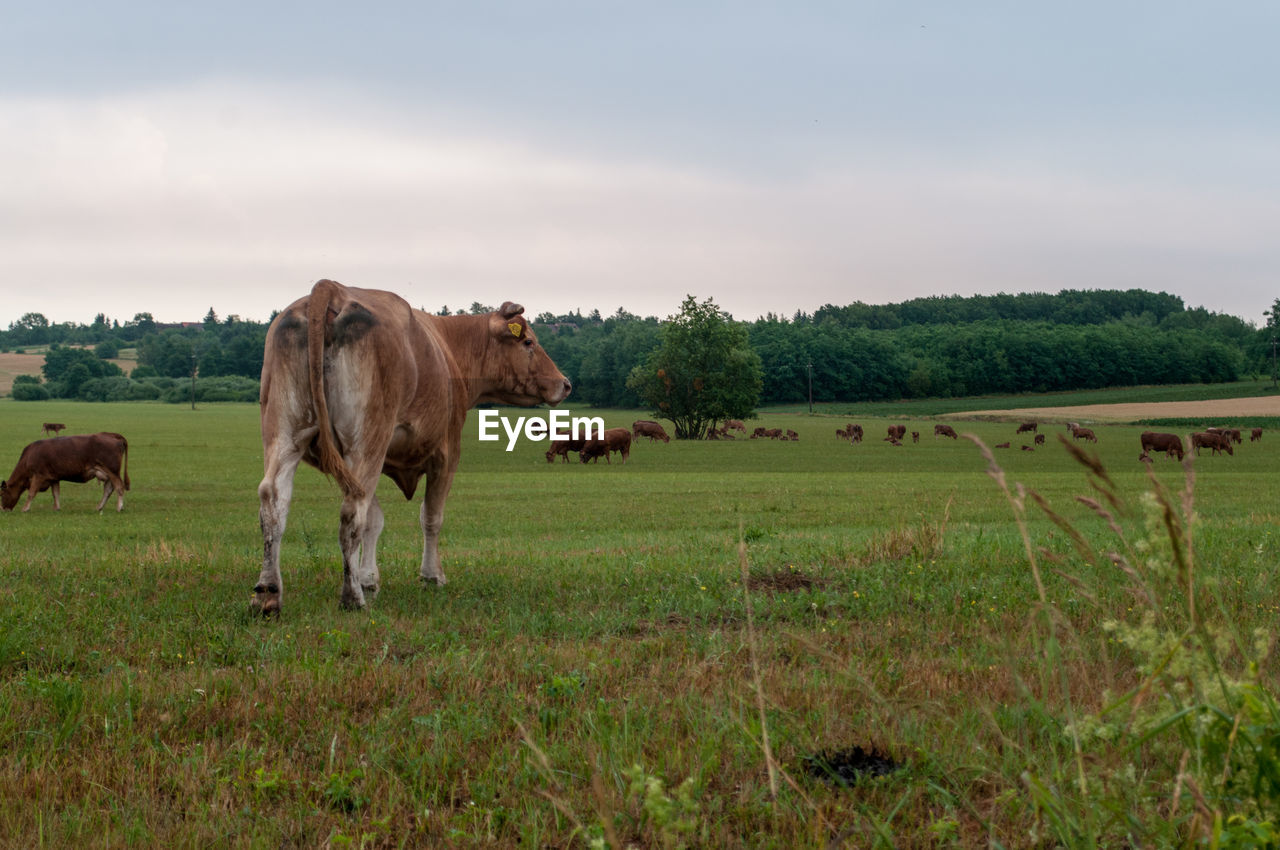 COWS GRAZING IN FIELD