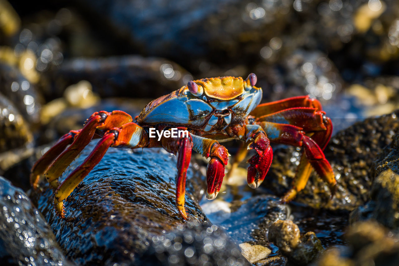 Sally lightfoot crab climbs over wet rocks