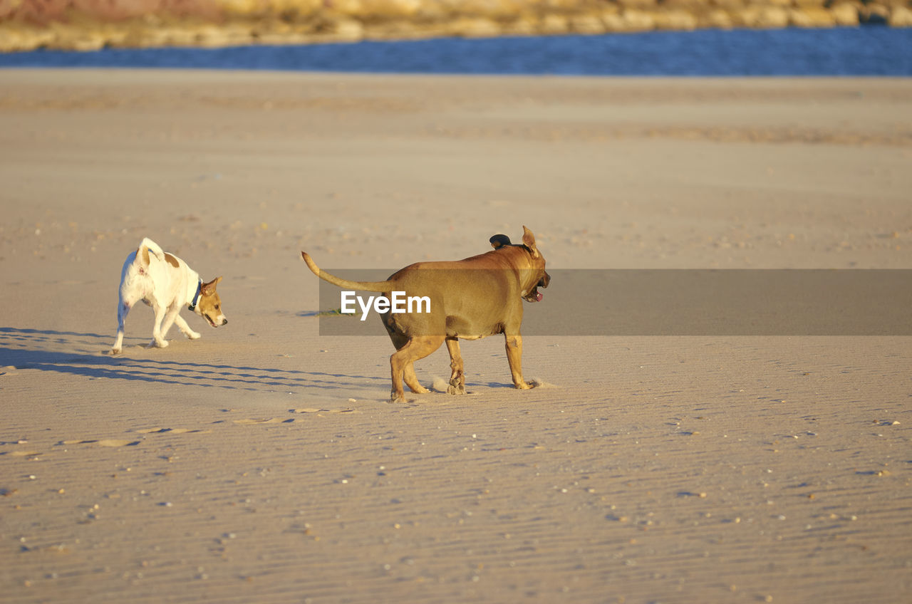 DOGS ON BEACH