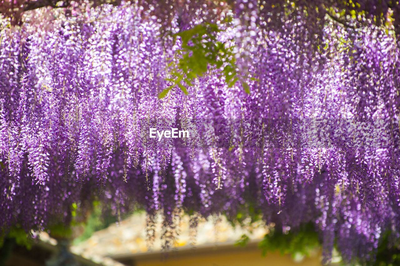 PURPLE FLOWERING PLANTS ON FIELD