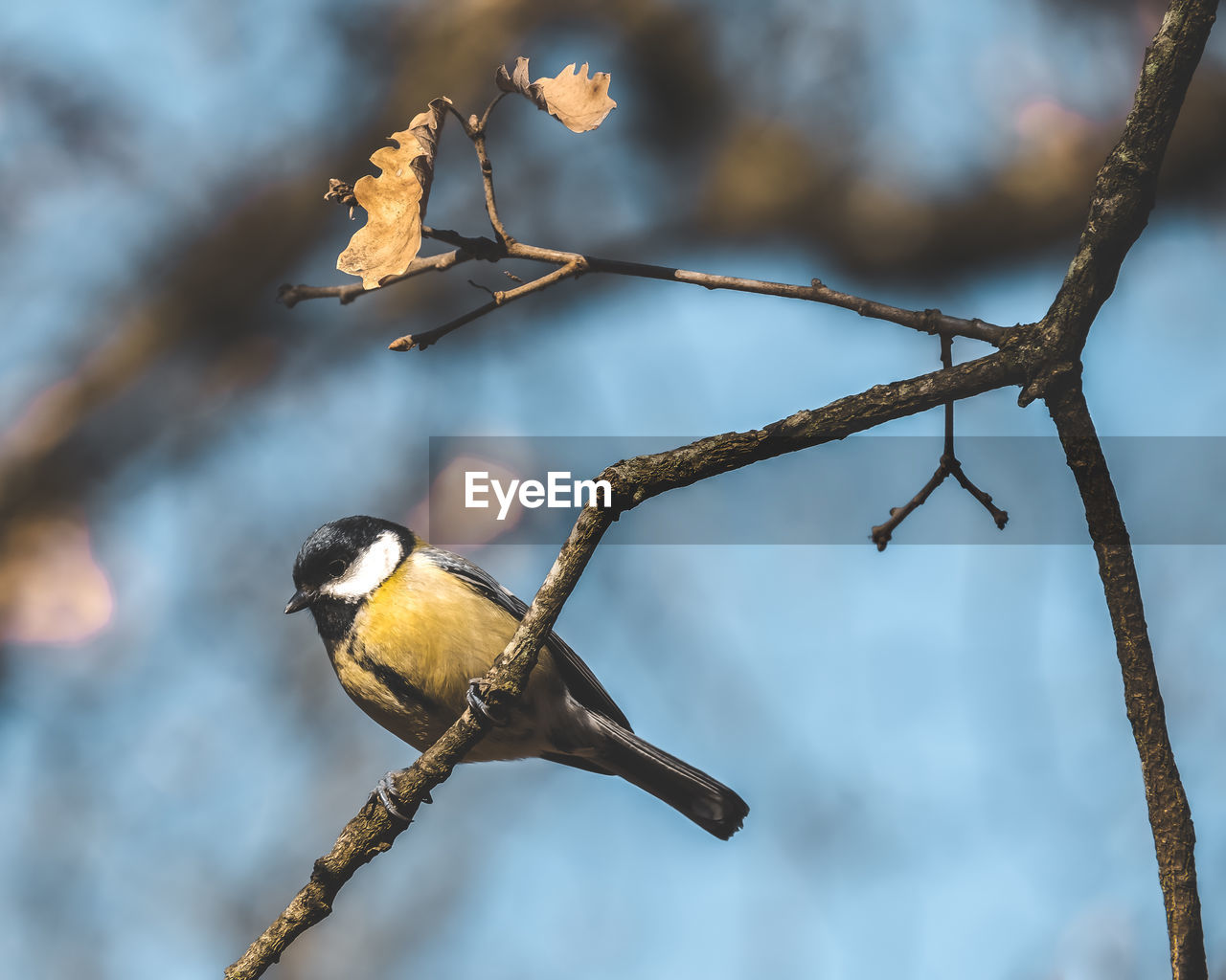 bird, animal, animal themes, animal wildlife, branch, nature, wildlife, tree, one animal, perching, no people, twig, plant, outdoors, focus on foreground, beauty in nature, close-up, beak, day, winter