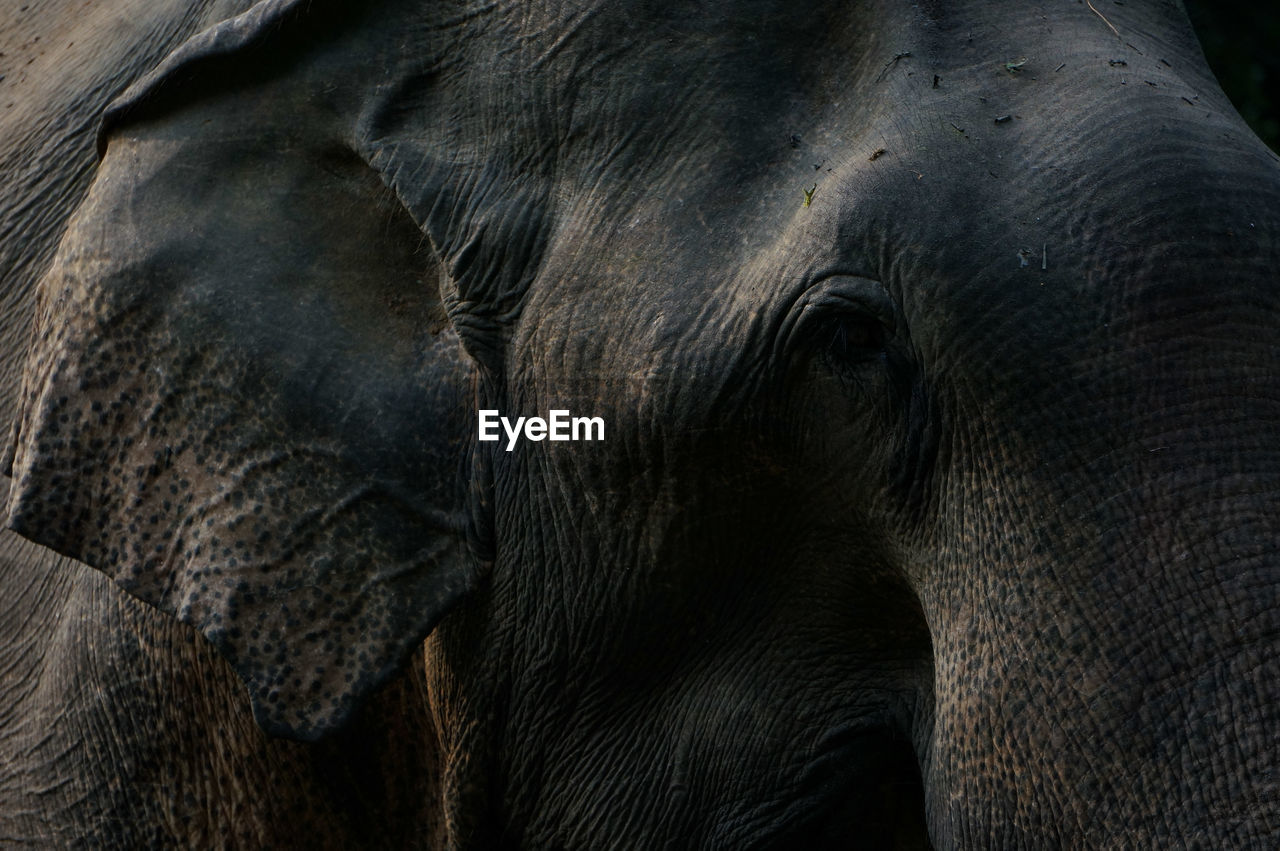 The eye of an elephant 