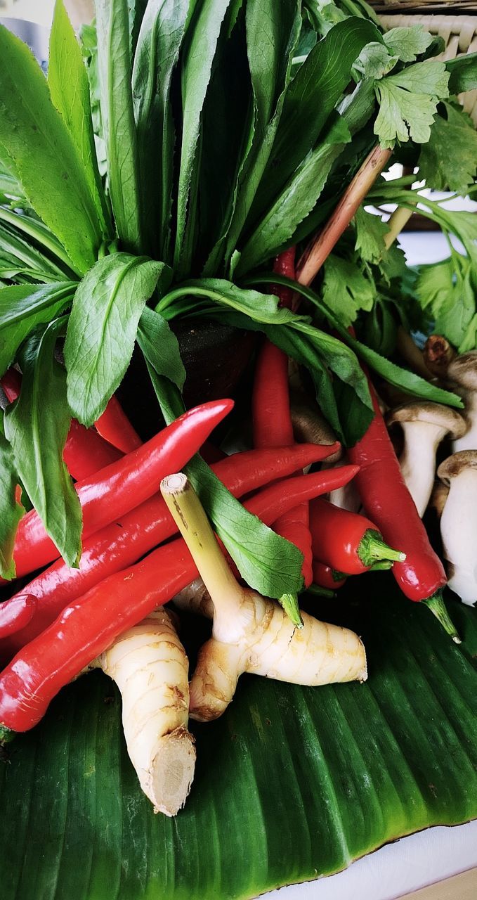 HIGH ANGLE VIEW OF VEGETABLES AND LEAVES IN CONTAINER