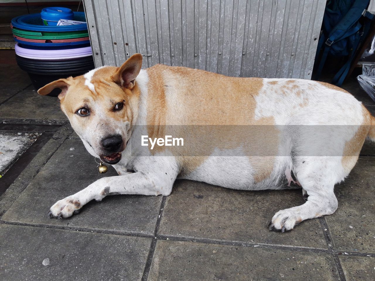 PORTRAIT OF DOG RESTING ON TILED FLOOR