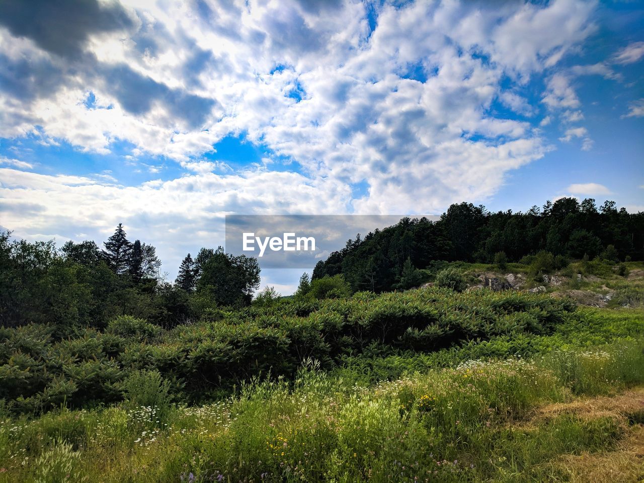 PLANTS ON FIELD AGAINST SKY