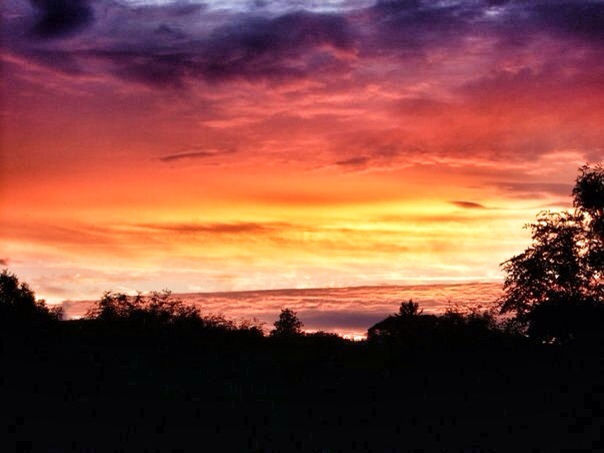 SILHOUETTE OF TREES AGAINST CLOUDY SKY AT SUNSET