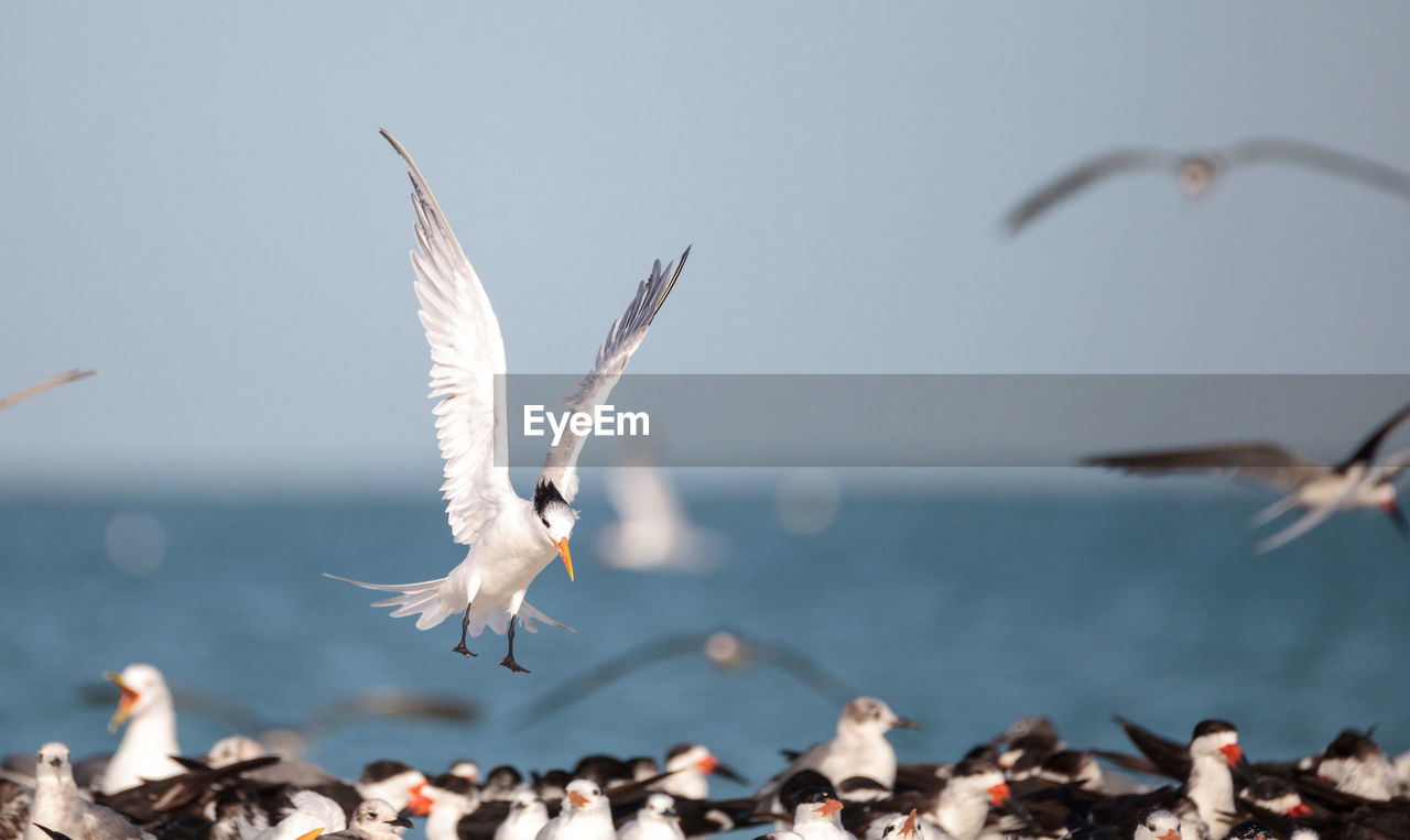 Royal tern thalasseus maximus shorebird among a large flock of terns, including black skimmer terns