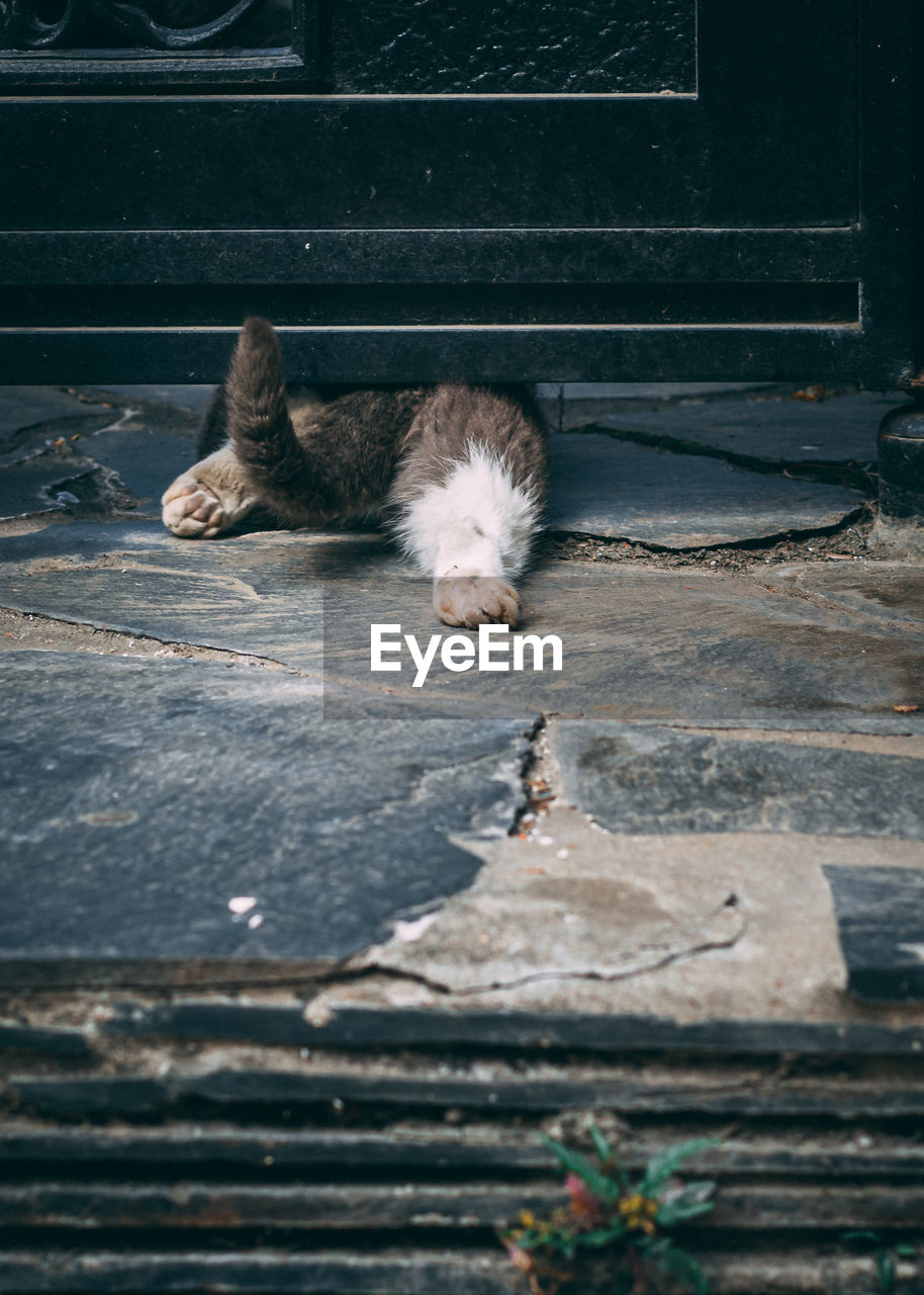 HIGH ANGLE VIEW OF CAT SLEEPING ON FLOOR