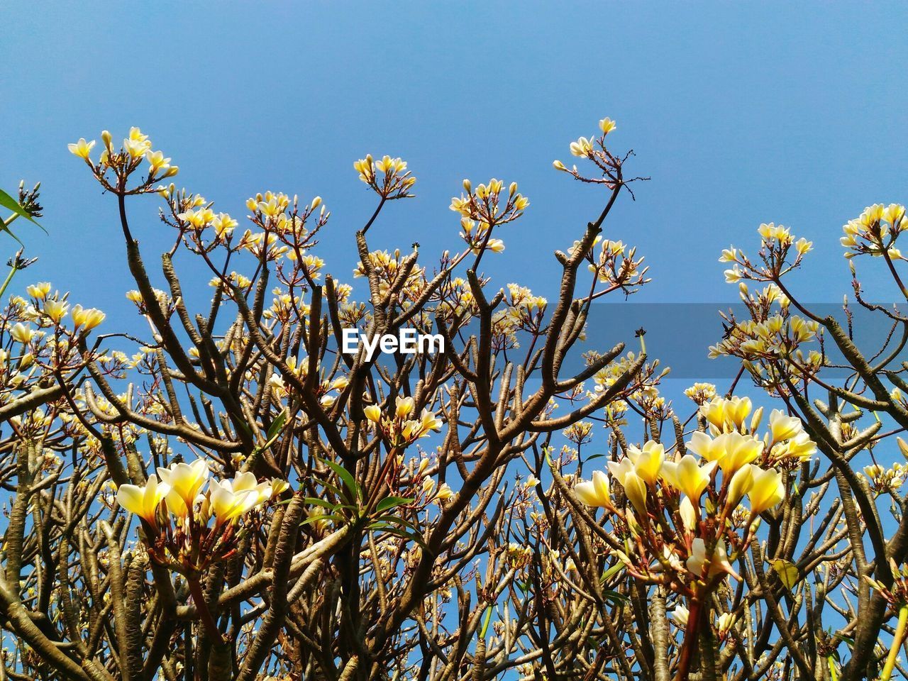 Low angle view of yellow flowers blooming against clear blue sky