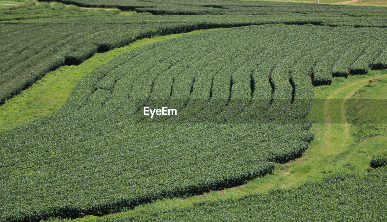 HIGH ANGLE VIEW OF RICE PADDY