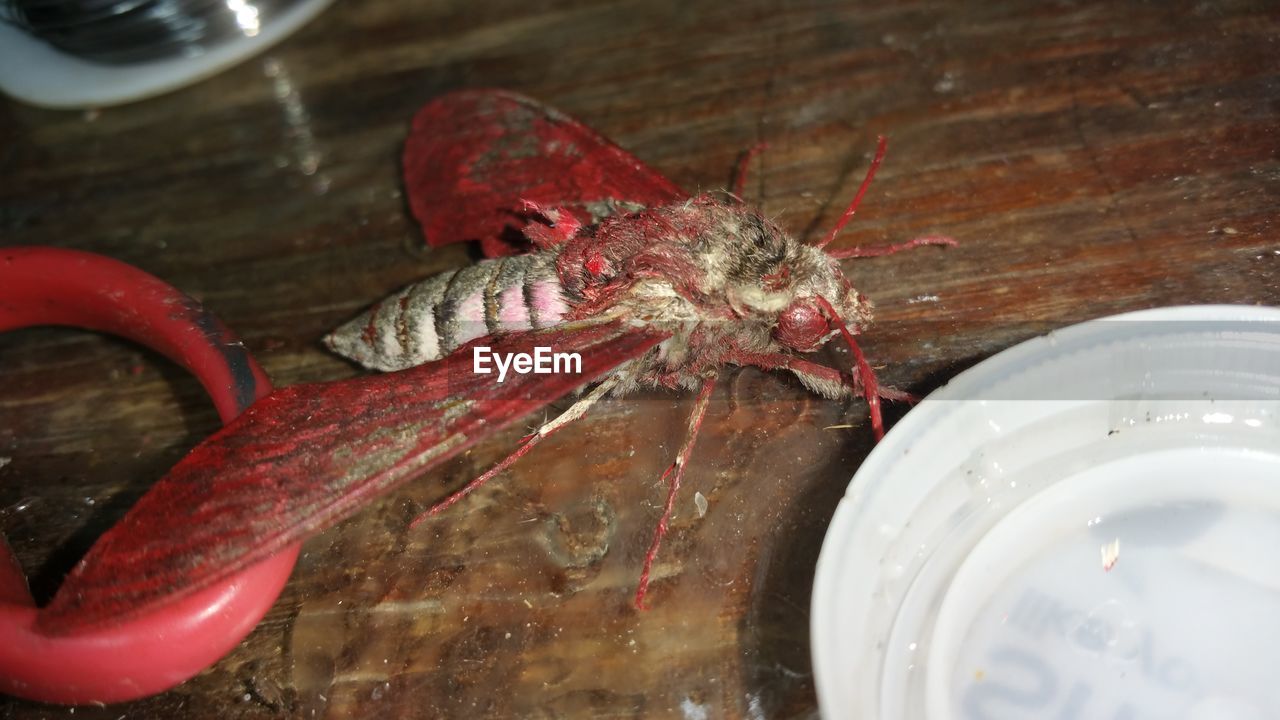 Close-up of insect on table