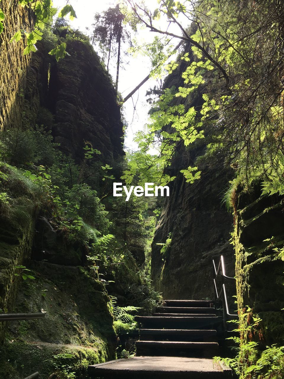 STAIRS LEADING TOWARDS FOREST