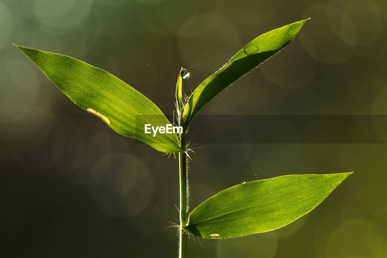 Close-up of green leaves