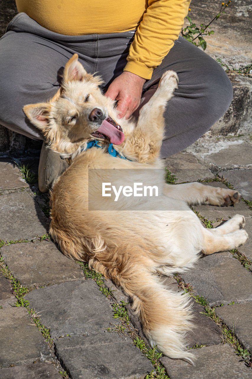 high angle view of dog on footpath