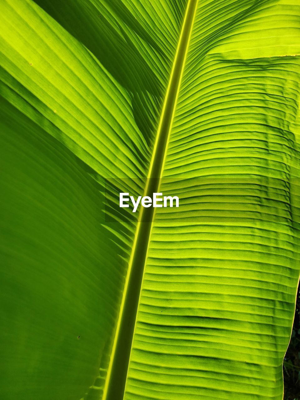 Full frame shot of plantain leaf