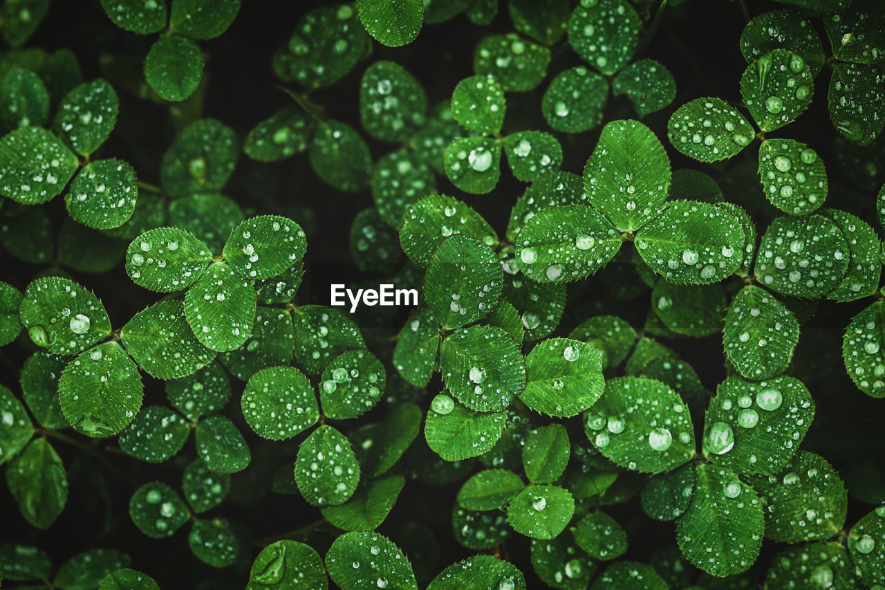 Dark green clover leaves wet with rain, moody clover background