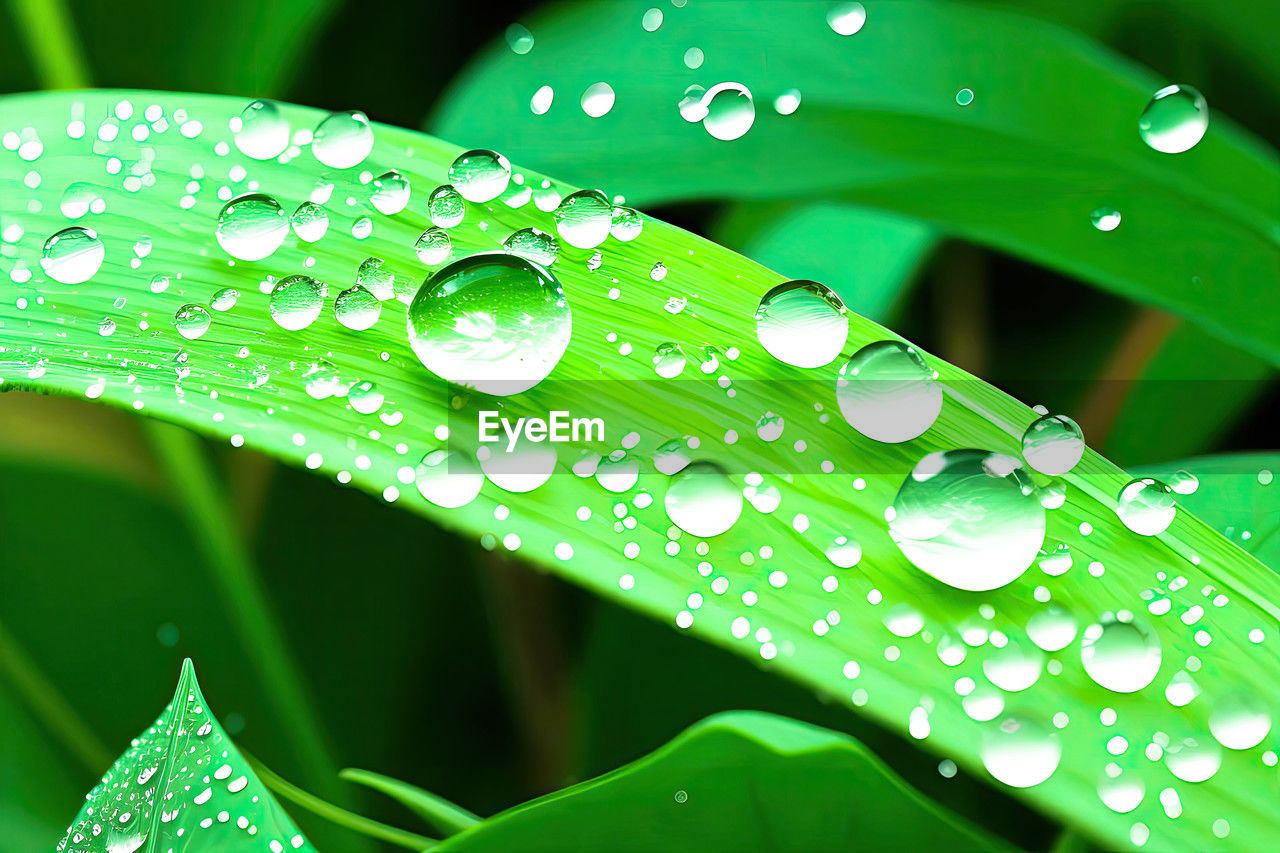 water, drop, wet, green, leaf, nature, plant part, dew, plant, close-up, freshness, moisture, beauty in nature, rain, no people, growth, macro photography, environment, fragility, purity, blade of grass, outdoors, grass, macro, raindrop, selective focus, flower, vibrant color