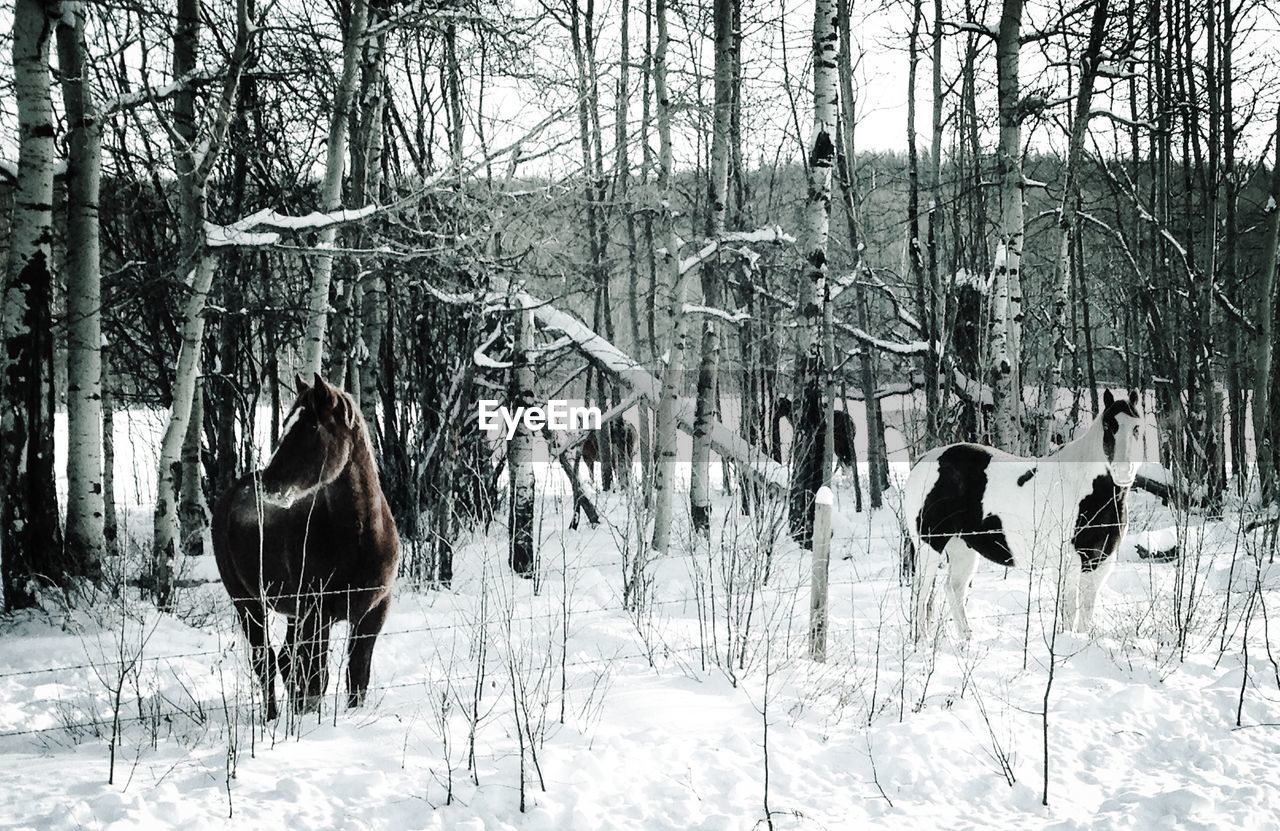 Horses in snow covered forest