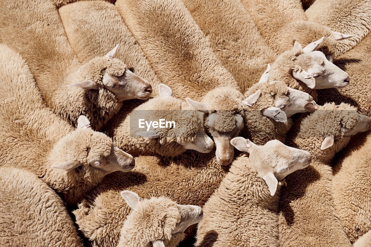 High angle view of sheep