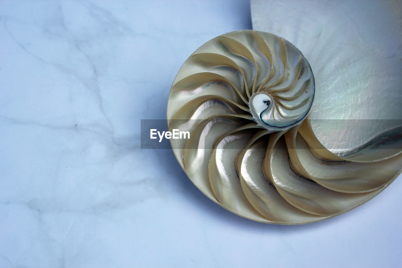 HIGH ANGLE VIEW OF SHELL ON TABLE