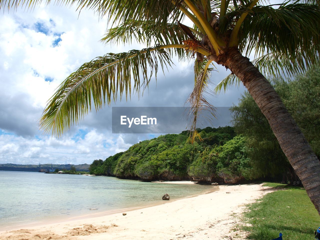 Scenic view of palm trees on beach against sky