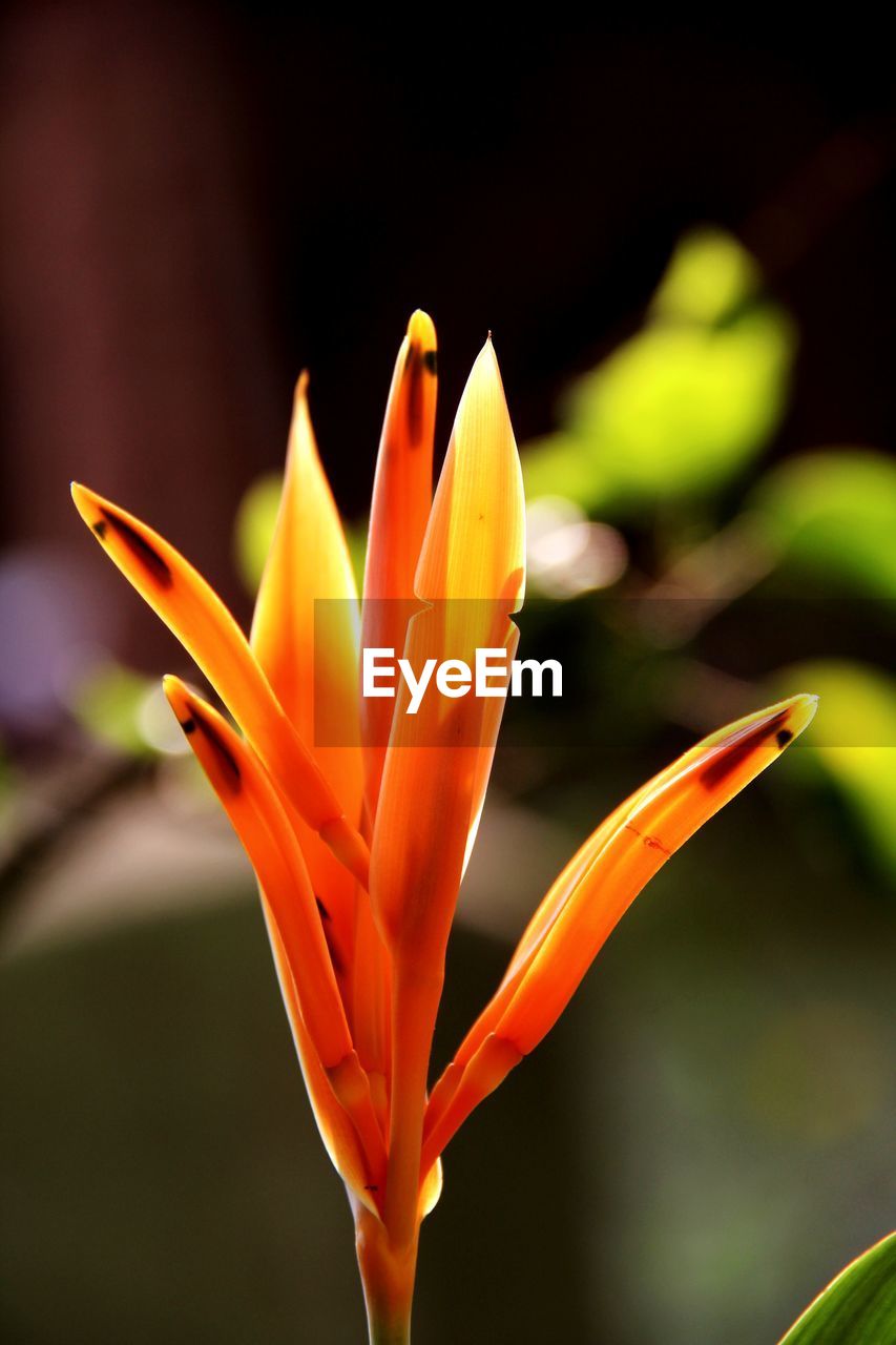 Close-up of orange flower