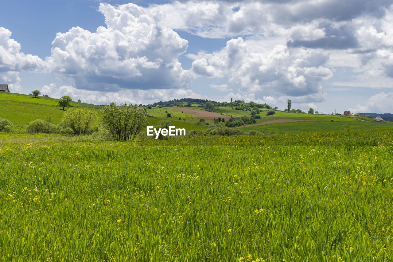 Scenic view of agricultural field against sky