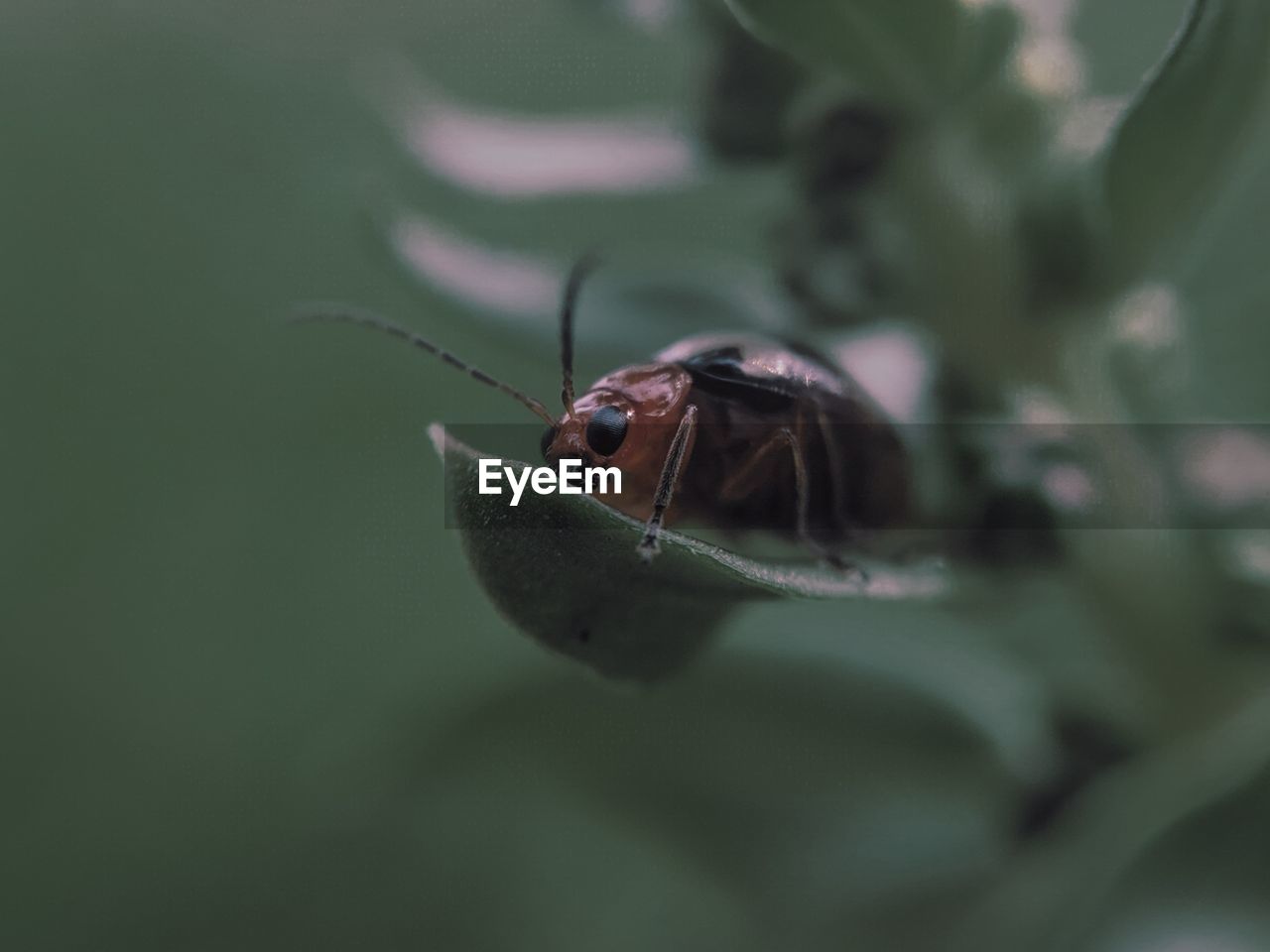 Close-up of insect on leaf