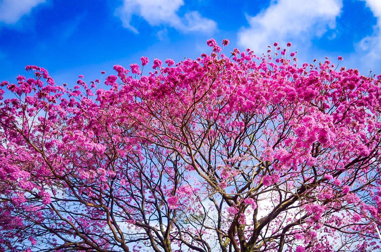 Low angle view of pink flowers on tree