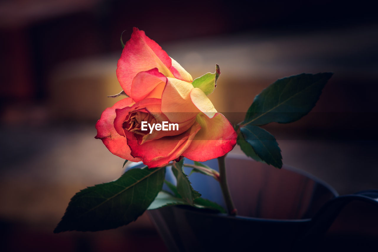 CLOSE-UP OF ROSE AGAINST RED ROSES