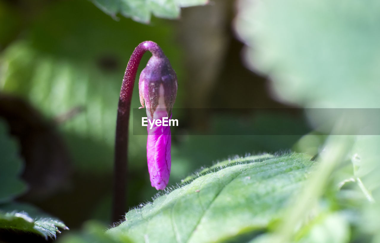 Close-up of purple flower blooming outdoors