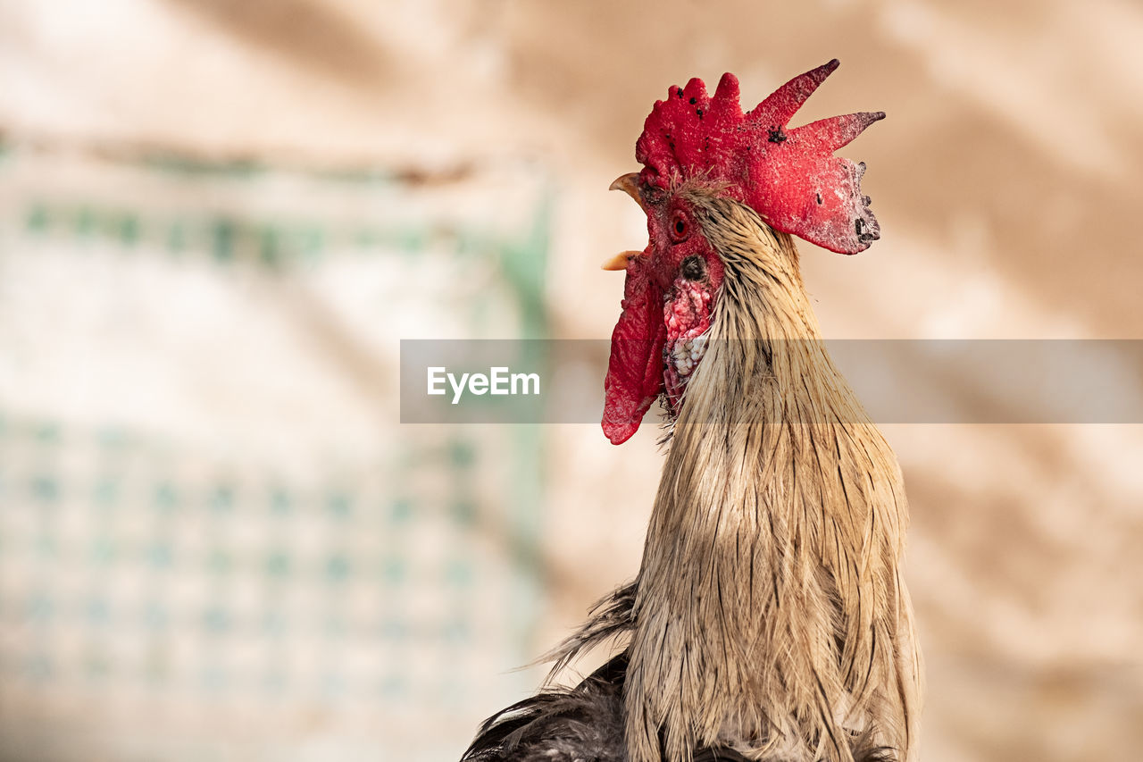 Close-up of rooster