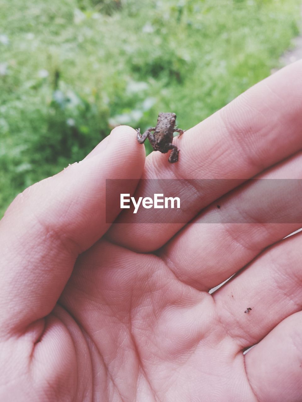 Cropped image of hand holding frog