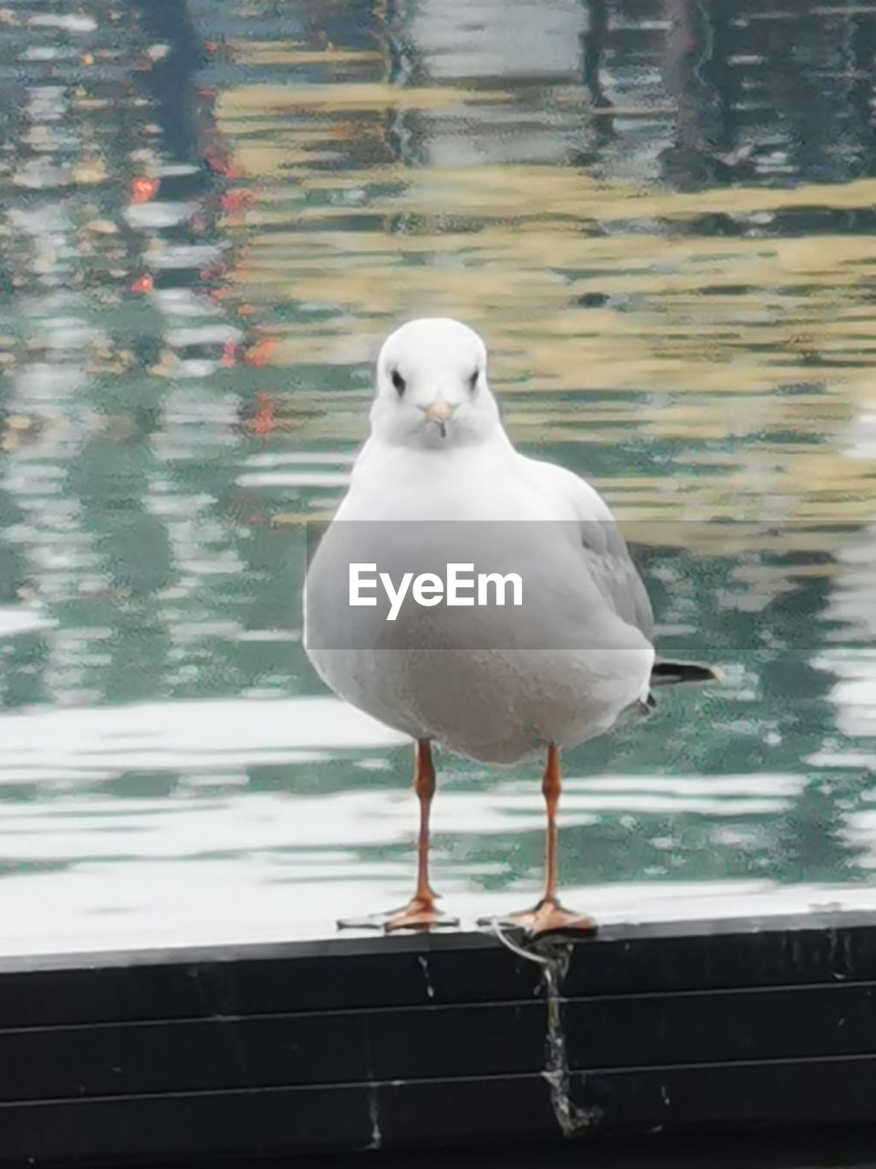 CLOSE-UP OF SEAGULL PERCHING ON LAKE