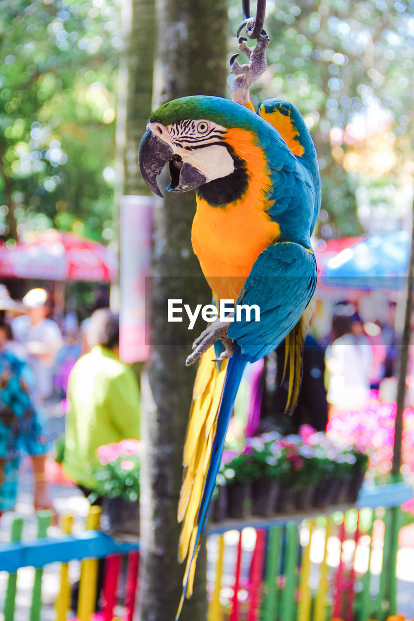 VIEW OF A BIRD PERCHING ON A PARROT