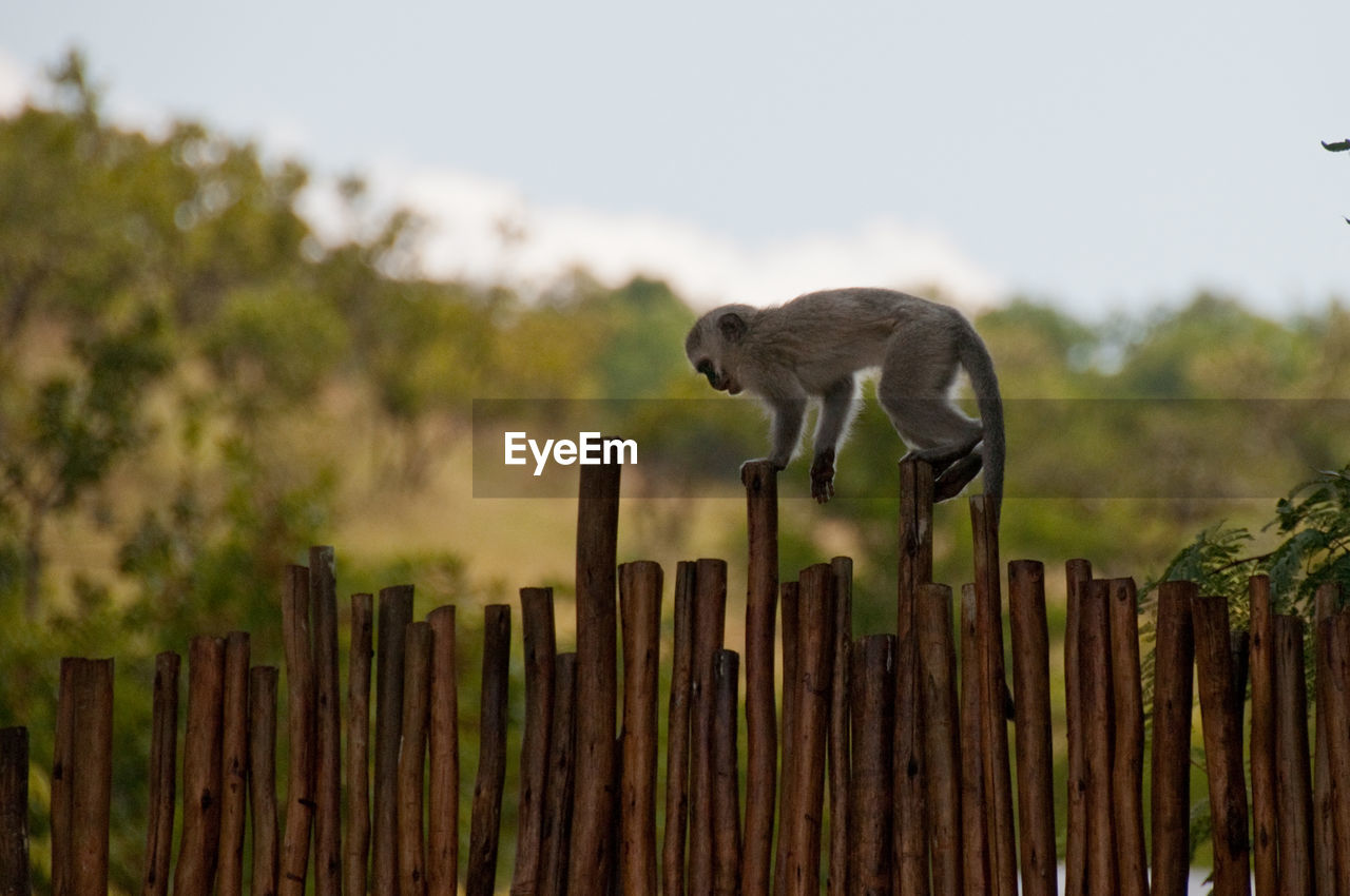 Monkey on wooden post against sky