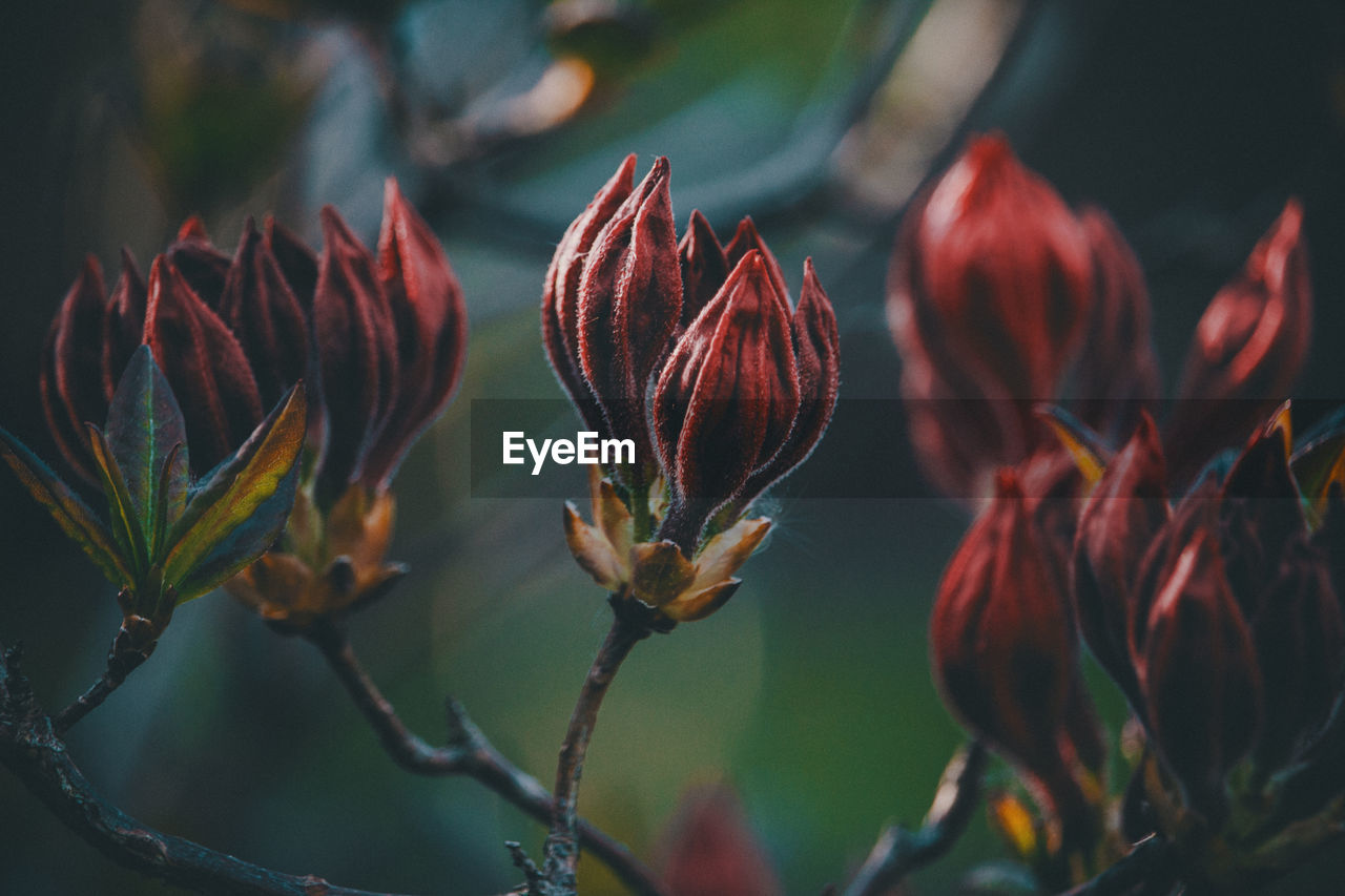 Close-up of red flowering plant