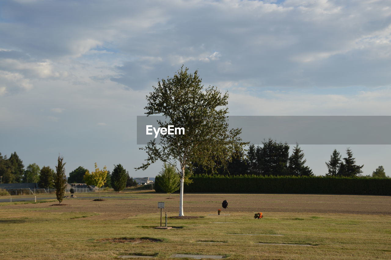 Trees on field against sky