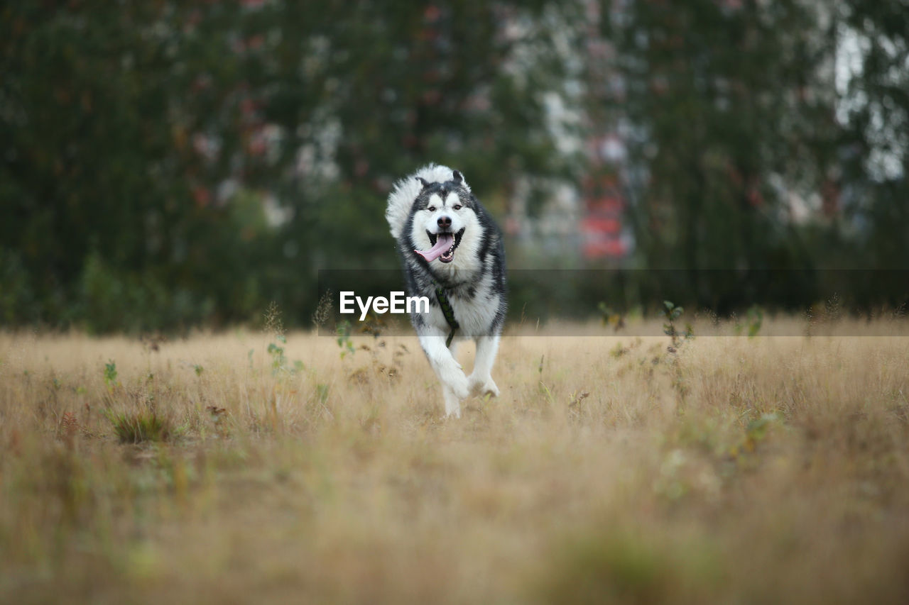 DOG RUNNING IN THE FIELD