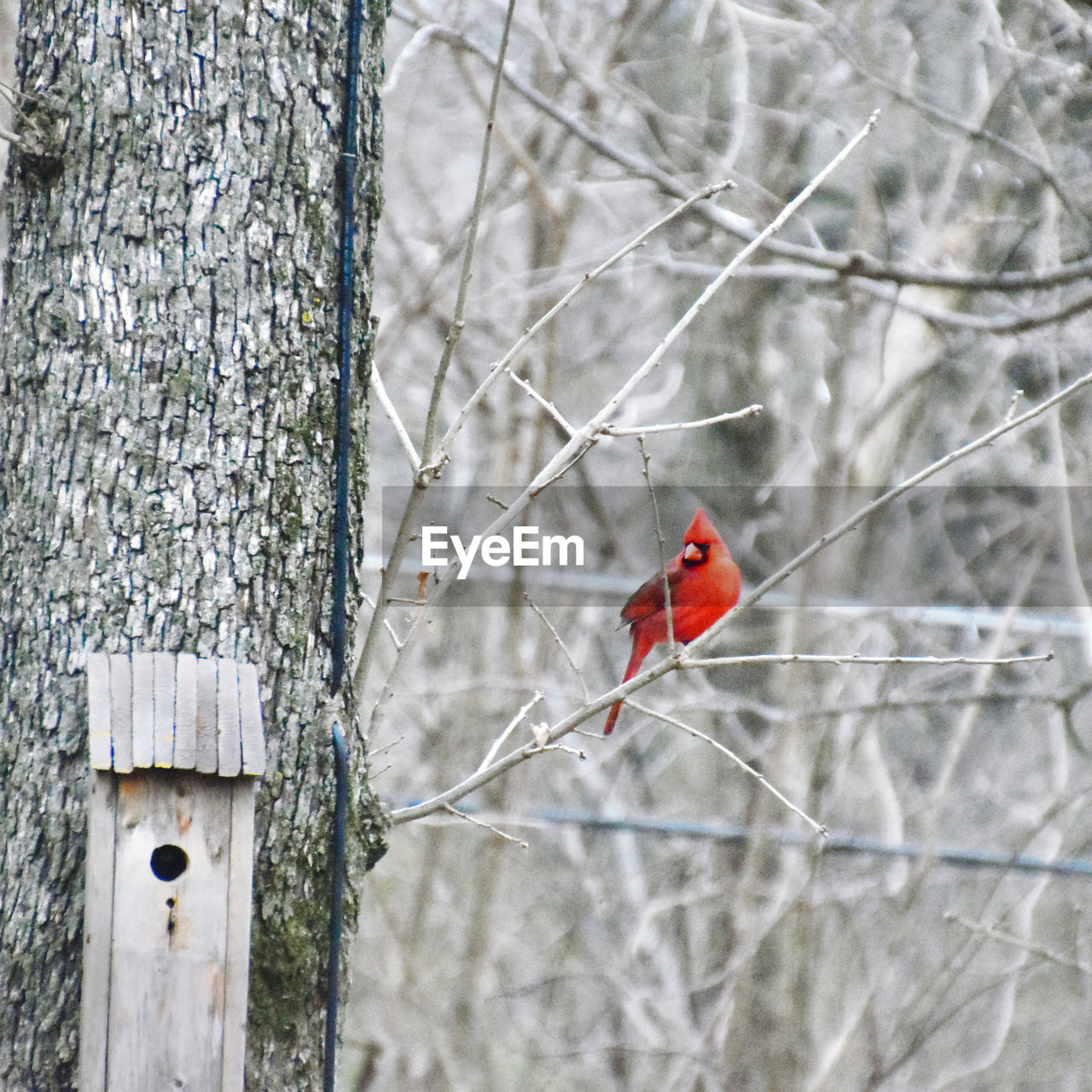 winter, bird, tree, branch, spring, red, plant, nature, animal, animal themes, snow, focus on foreground, wildlife, animal wildlife, day, leaf, no people, perching, cardinal - bird, outdoors, bare tree, flower, beauty in nature, one animal