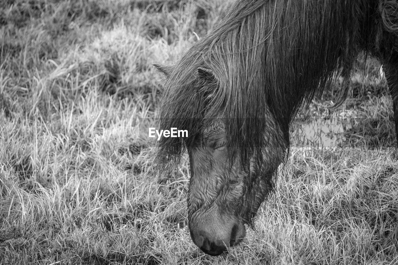 horse, animal themes, animal, mammal, grass, one animal, domestic animals, animal wildlife, field, livestock, pet, plant, black and white, land, no people, mane, nature, monochrome photography, day, monochrome, grazing, herbivorous, wildlife, animal body part, outdoors, pasture, agriculture, animal hair, mustang horse, animal head