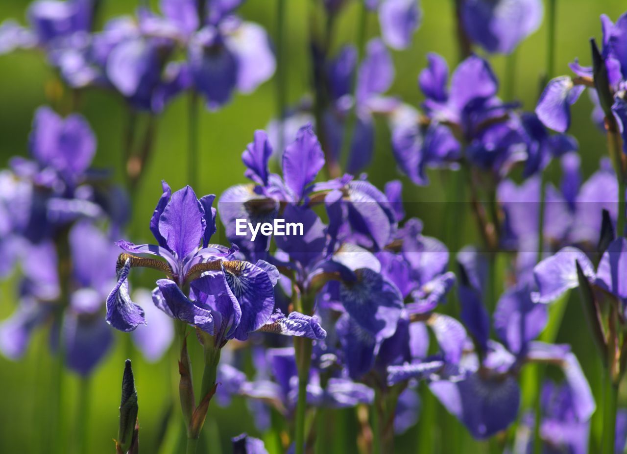 Close-up of purple flowering plants