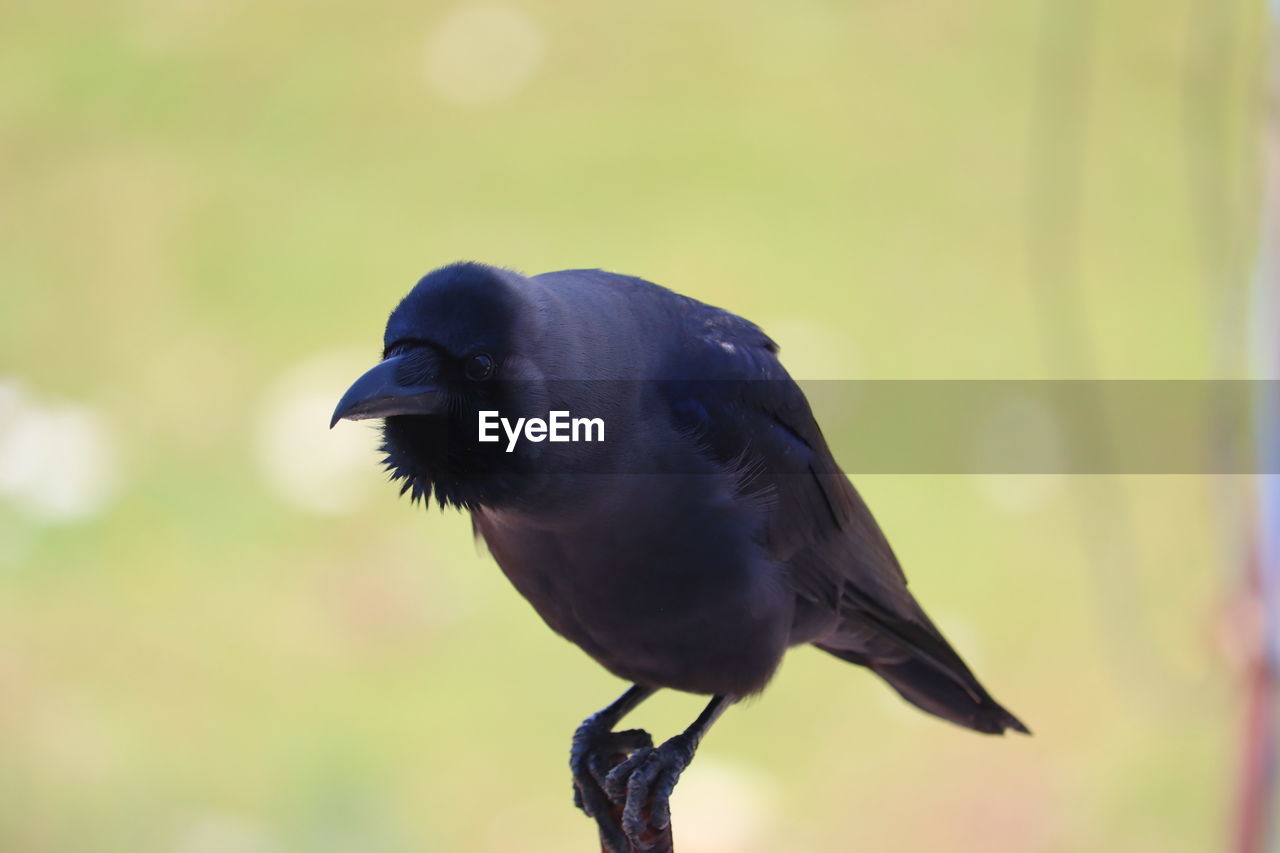 CLOSE-UP OF A BIRD